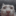 :catPup:
