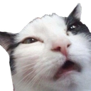 :catWut: