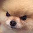 :AngeryBOYE: