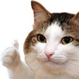 :OkCat: