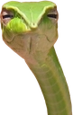 :sceptical_snek: