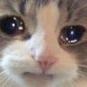 :sad_cat: