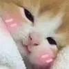 :Cat: