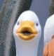 :Pogduck: